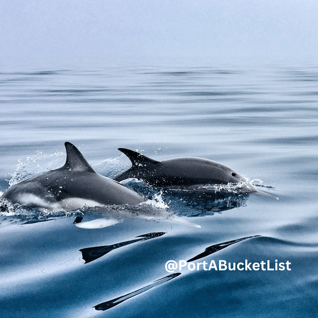 Discover the Best Places to See Dolphins in Port Aransas, Texas Your