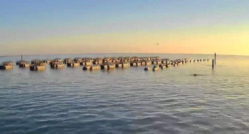 oyster farm
