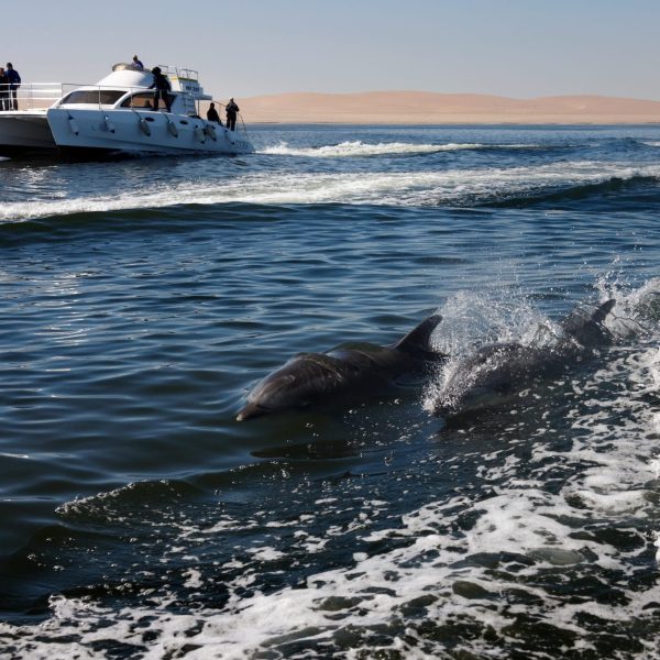 Bottle-Nosed Dolphins - Namibia