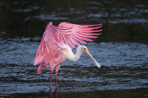 Closeup shot of a Roseate spoonbill in the water